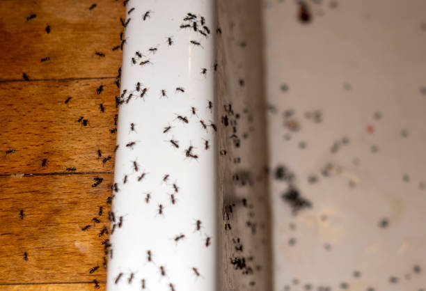 Best Exterminator Services  in Charter Oak, CA